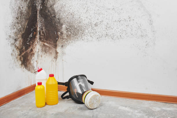 Best Mold Removal Near Me  in Forest Heights, MD