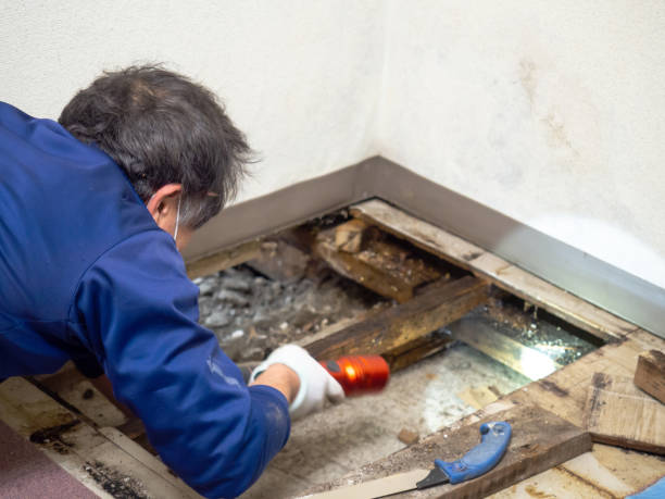 Best Mold Removal Near Me  in Forest Heights, MD