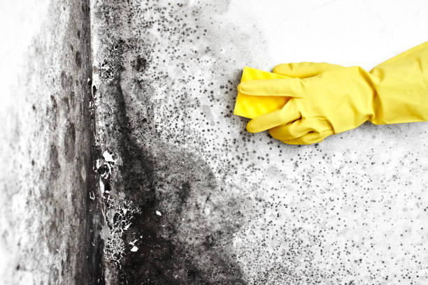 Best Professional Mold Removal  in Forest Heights, MD