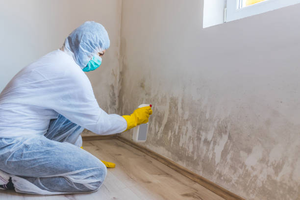 Certified Mold Removal in Forest Heights, MD