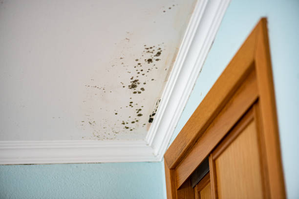 Best Mold Removal Company Near Me  in Forest Heights, MD