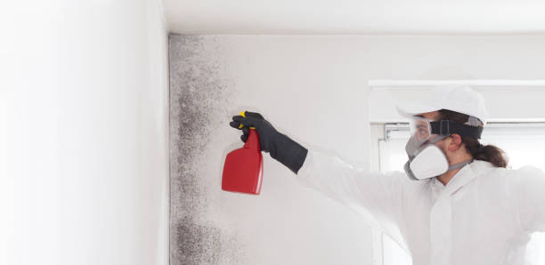 Attic Mold Removal in Forest Heights, MD