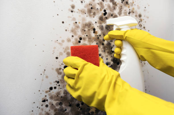 Reliable Forest Heights, MD Mold Removal Solutions