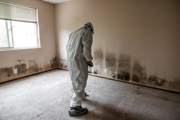 Best Mold Cleaning Services  in Forest Heights, MD