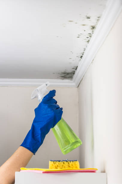 Best Mold Damage Repair  in Forest Heights, MD